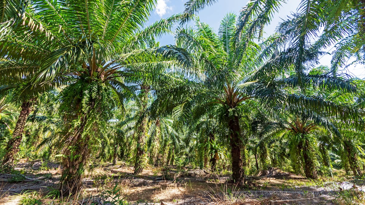 a plantation of palm oil trees